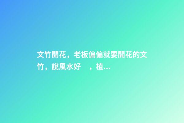 文竹開花，老板偏偏就要開花的文竹，說風水好，植物與風水講究多